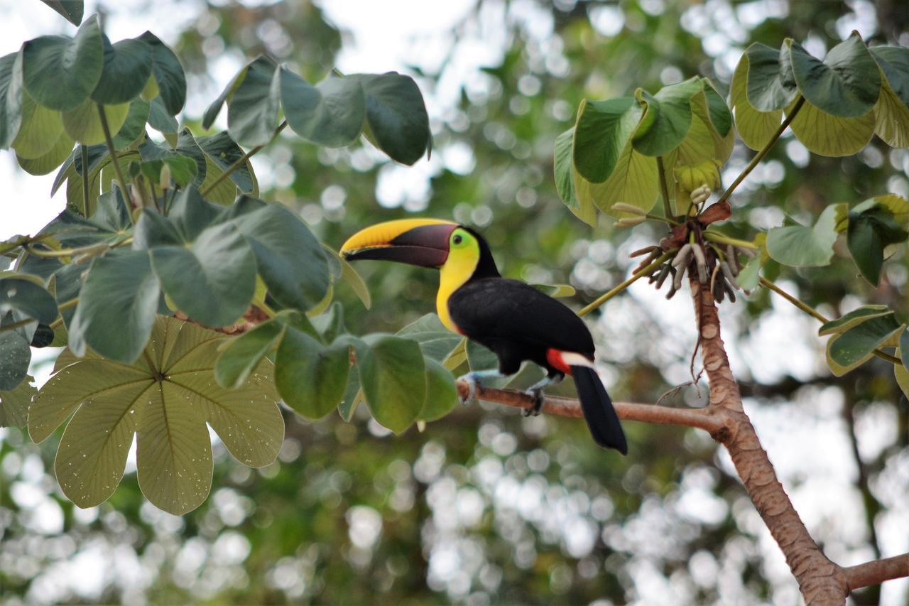 Casa Del Toucan 도미니칼 외부 사진