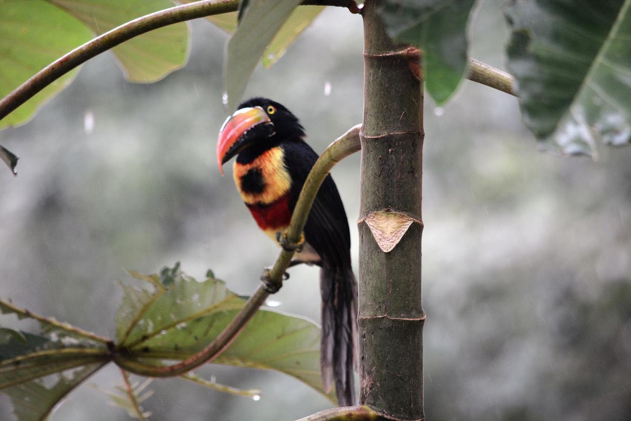 Casa Del Toucan 도미니칼 외부 사진